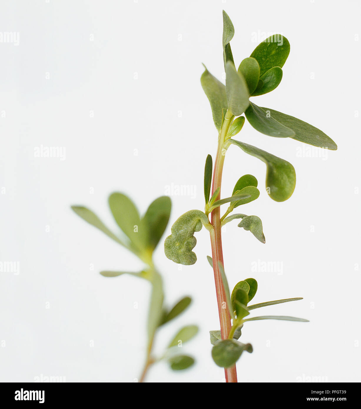 Portulaca oleracea (Common Purslane), thick green leaves on long, edible stem Stock Photo