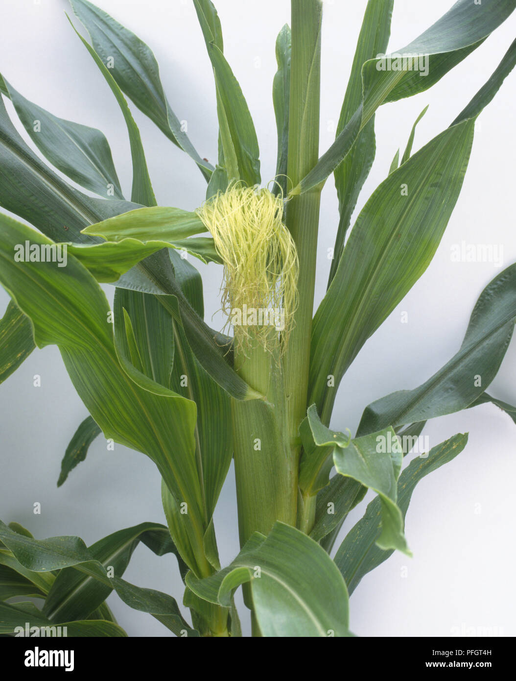 Female maize flowers known as corn silk ,and green leaves, closeup