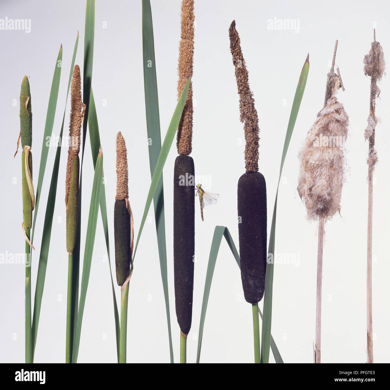 Typha sp., Bulrush or Cat's Tail or Reedmace plants Stock Photo