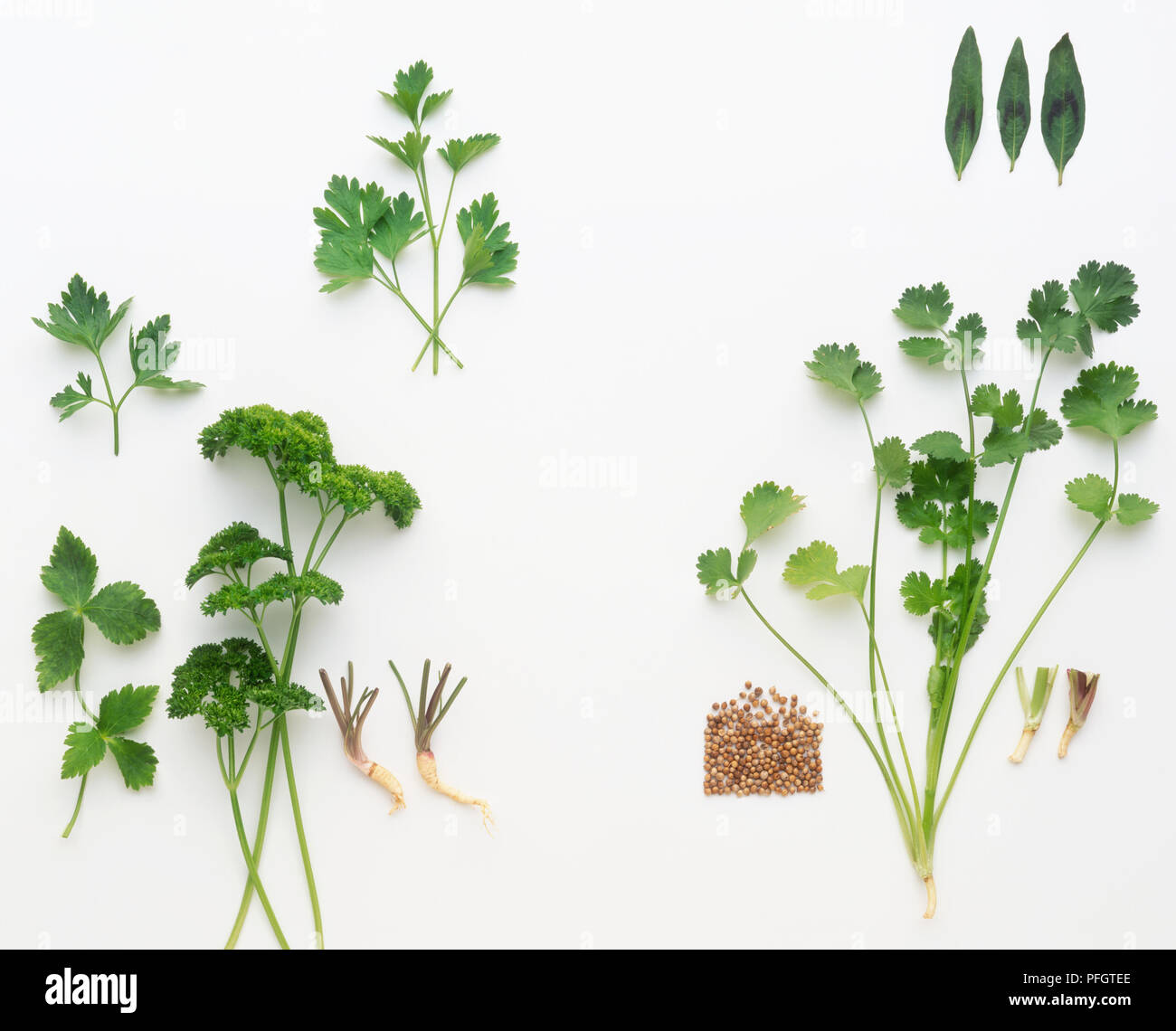Parsley and coriander leaves, roots and seeds Stock Photo