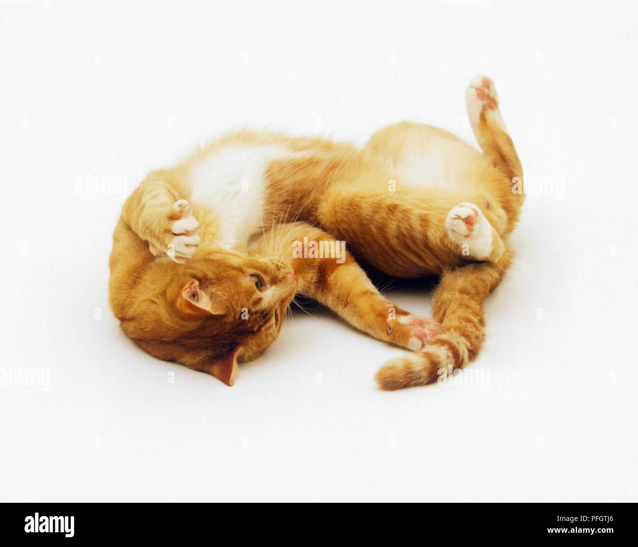 Кот играющий со своим хвостом. Котята с маленьким хвостиком. Котенок играет с хвостом. Кот играющий со своим хвостом. Кот гоняется за хвостом.