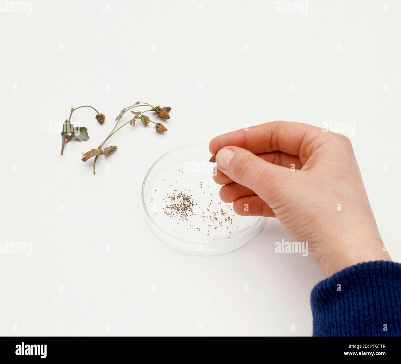 Usings Fingertips To Remove Dried Wlld Strawberry Seeds From Pod Stock Photo Alamy