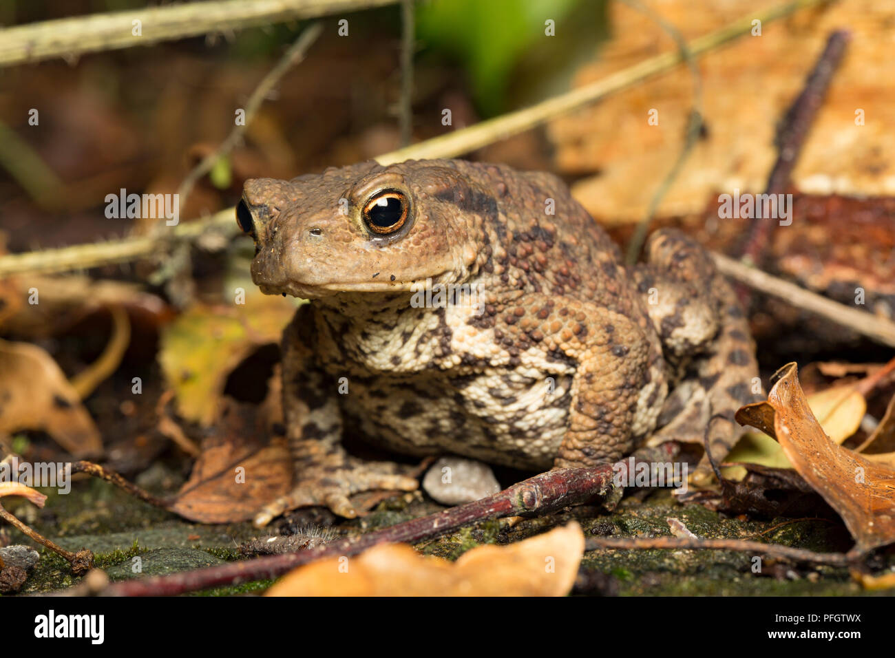 A common or european toad, Bufo bufo, behind a garage photographed at night in a garden in Lancashire North West England UK GB Stock Photo