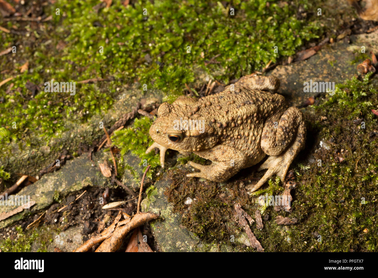 A common or european toad, Bufo bufo, photographed at night in a garden in Lancashire North West England UK GB Stock Photo