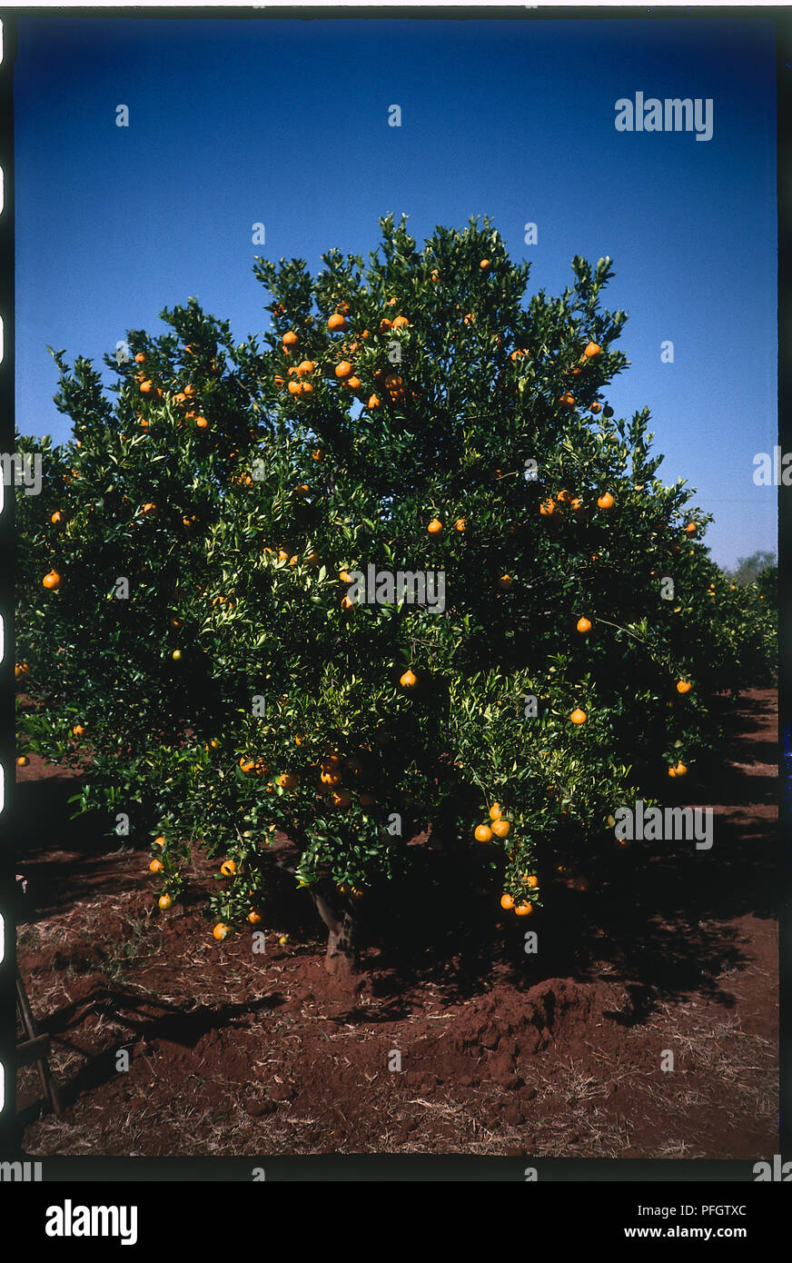 Sweet orange tree in fruit Stock Photo Alamy