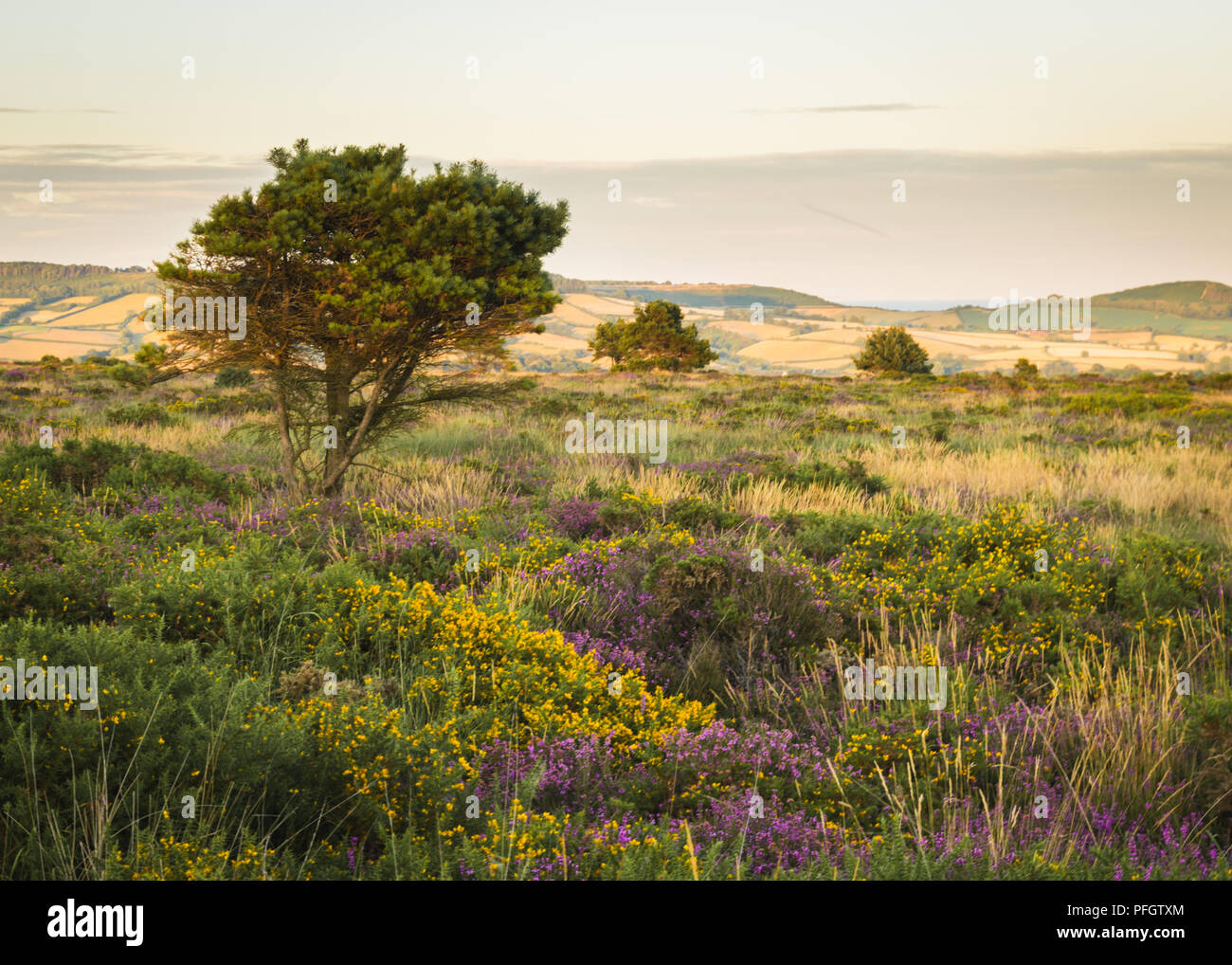 A summer evening over Woodbury Common in East Devon, England, United