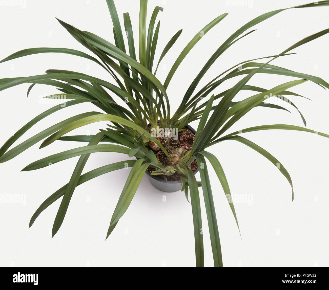 Cymbidium orchid in a pot that has become too small, showing several leafless bulbs Stock Photo