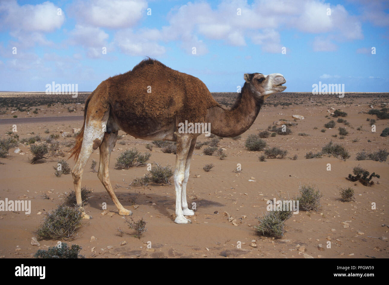 dromedary-camel-hoof-hi-res-stock-photography-and-images-alamy