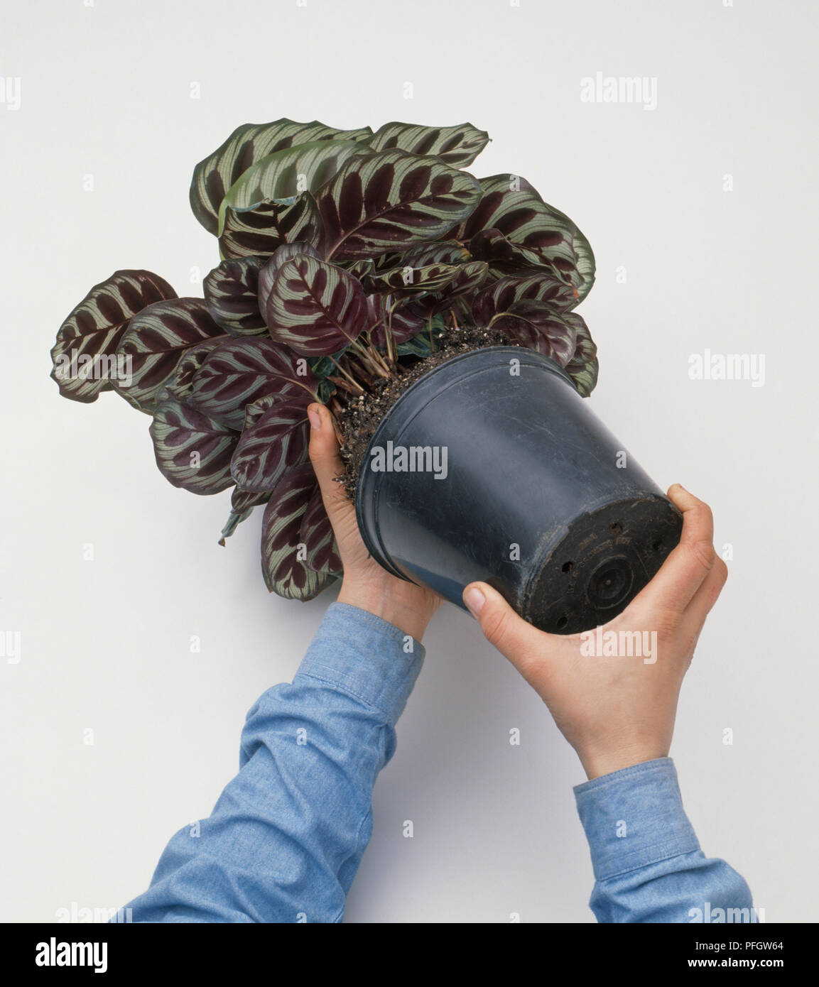 Removing Calathea plant from plastic plant pot, closeup Stock Photo