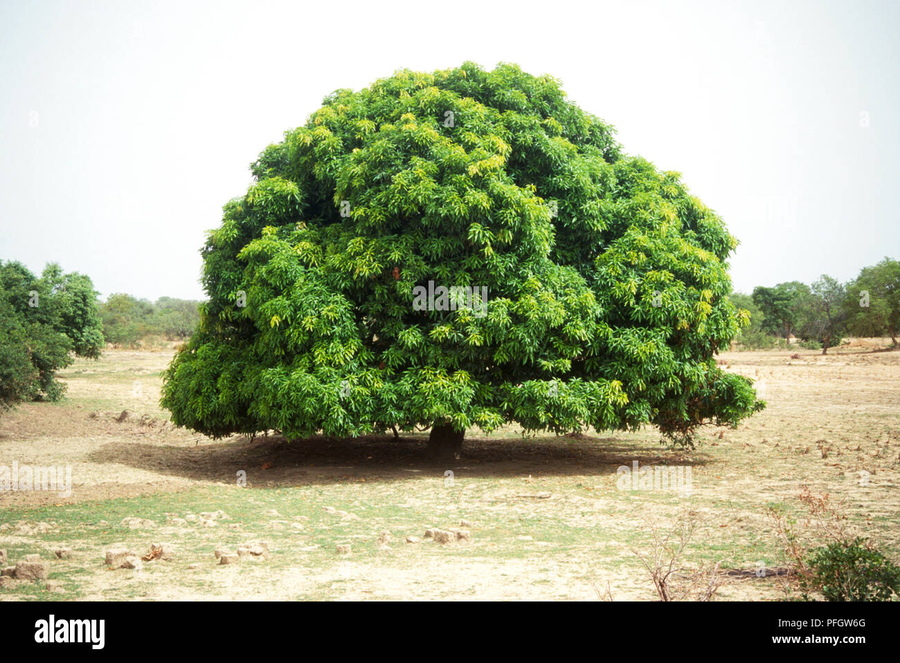 Indian mango tree (Mangifera indica) covered in lush green leaves, on sandy soil Stock Photo