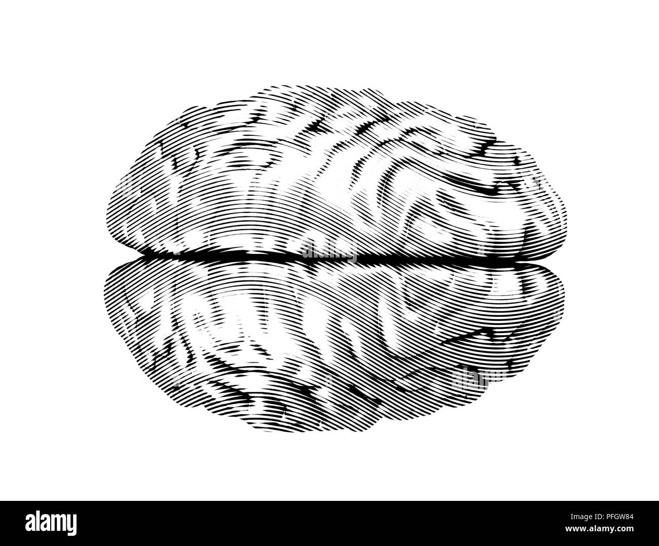 Engraving brain isolated on white background Stock Photo