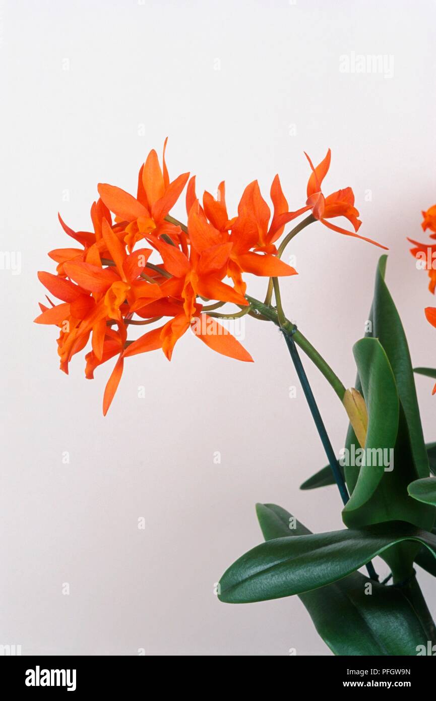 x Laeliocattleya Trick or Treat 'Orange Princess', orange orchid flowers on thin stems with green leaves Stock Photo