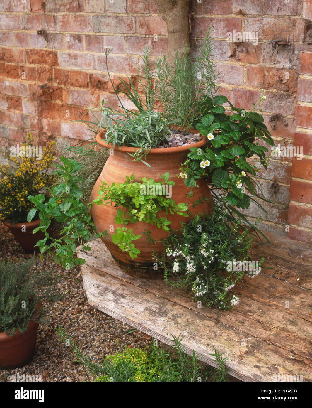 Selection of herbs growing in large terracotta pot by red brick wall, side view Stock Photo Alamy