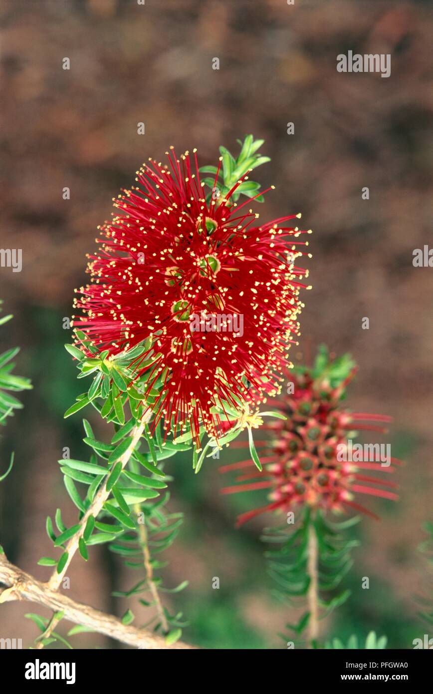 Red flower of Kunzea baxteri on stem with small green leaves Stock Photo