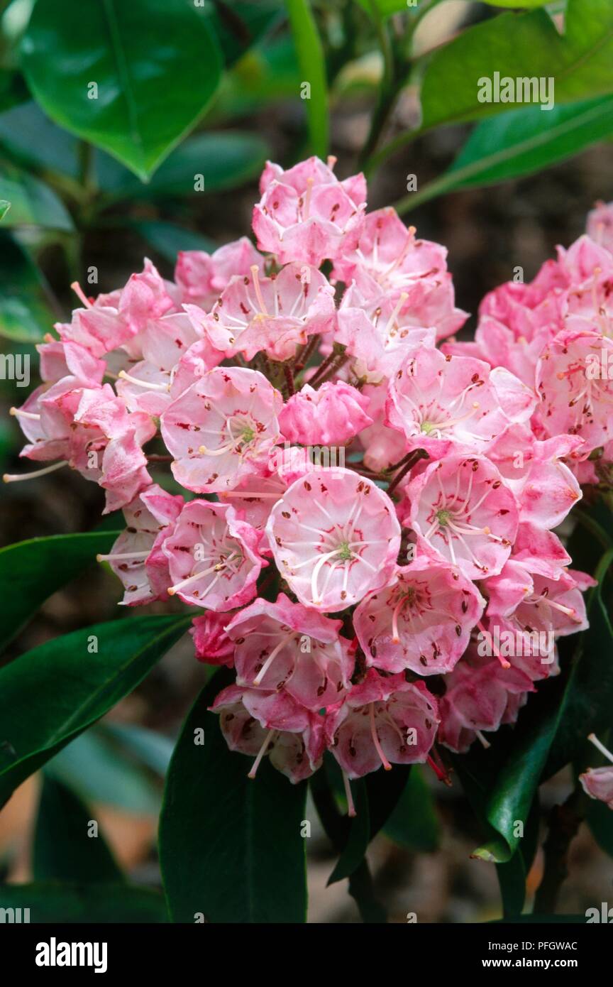 Kalmia latifolia (Mountain-laurel or Spoonwood) cluster of small pink ...