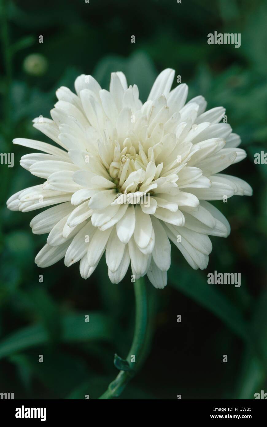 Leucanthemum x superbum 'Horace Read', white flower on long stem Stock Photo