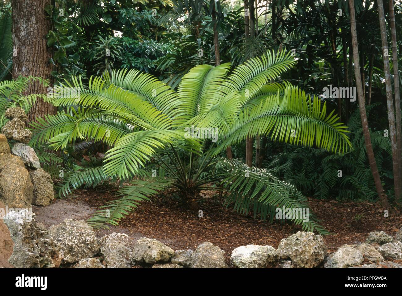 Lepidozamia hopei, multi-stemmed rainforest cycad with long green leaves Stock Photo