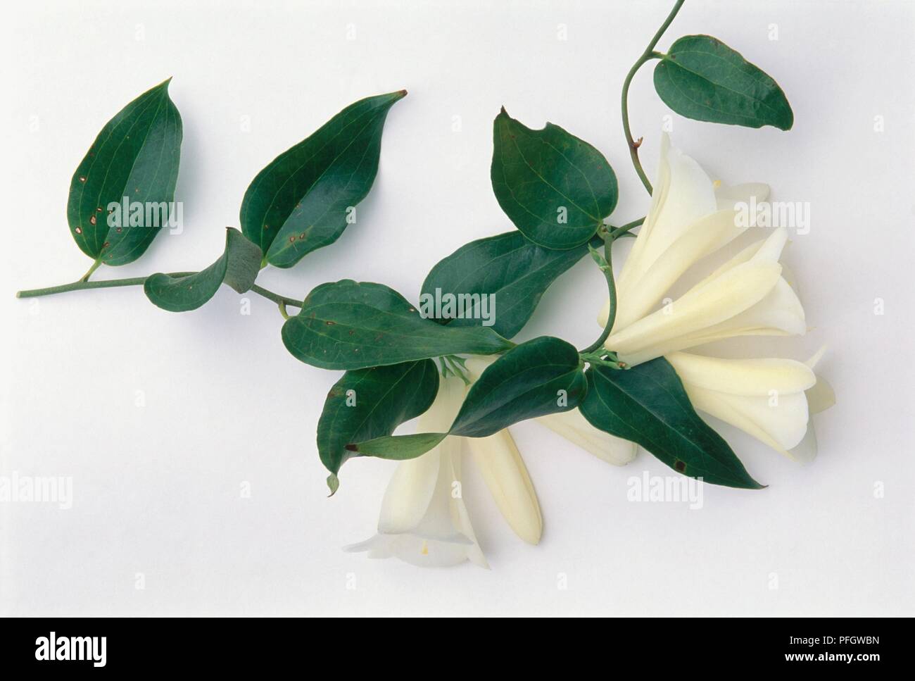 Lapageria rosea var albiflora (Chilean Bellflower), white flowers and green leaves on long stem Stock Photo