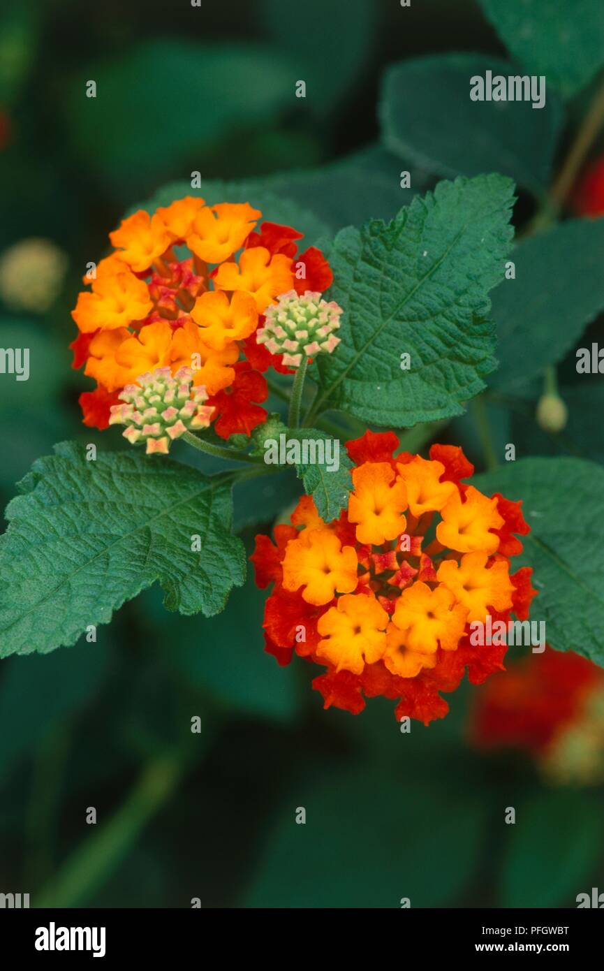Lantana camara 'Radiation', cluster of small orange and red flowers with stamen in centre, and green leaves Stock Photo