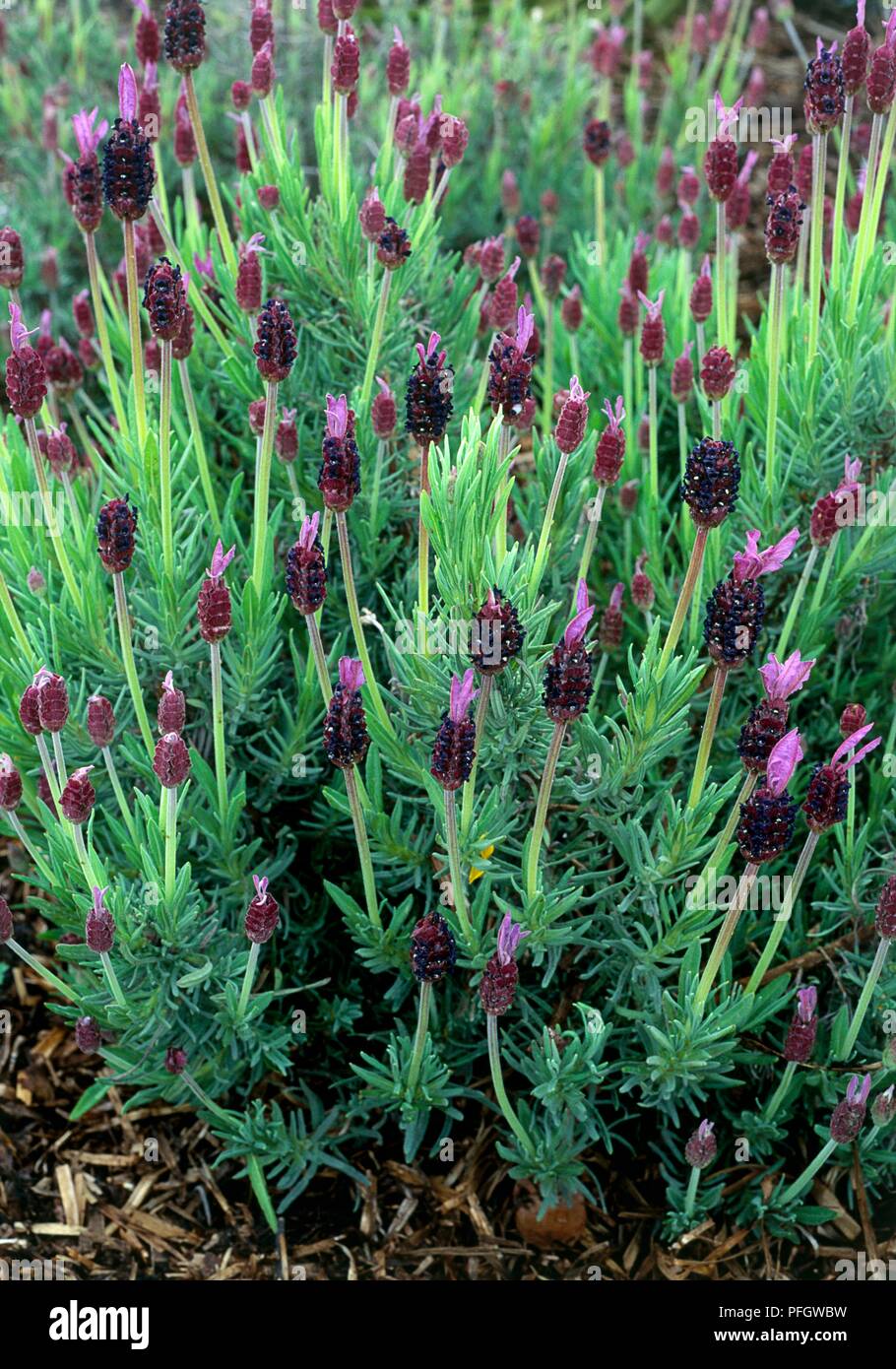 Leaves and flowers from Lavandula stoechas subsp pedunculata (French Lavender) Stock Photo