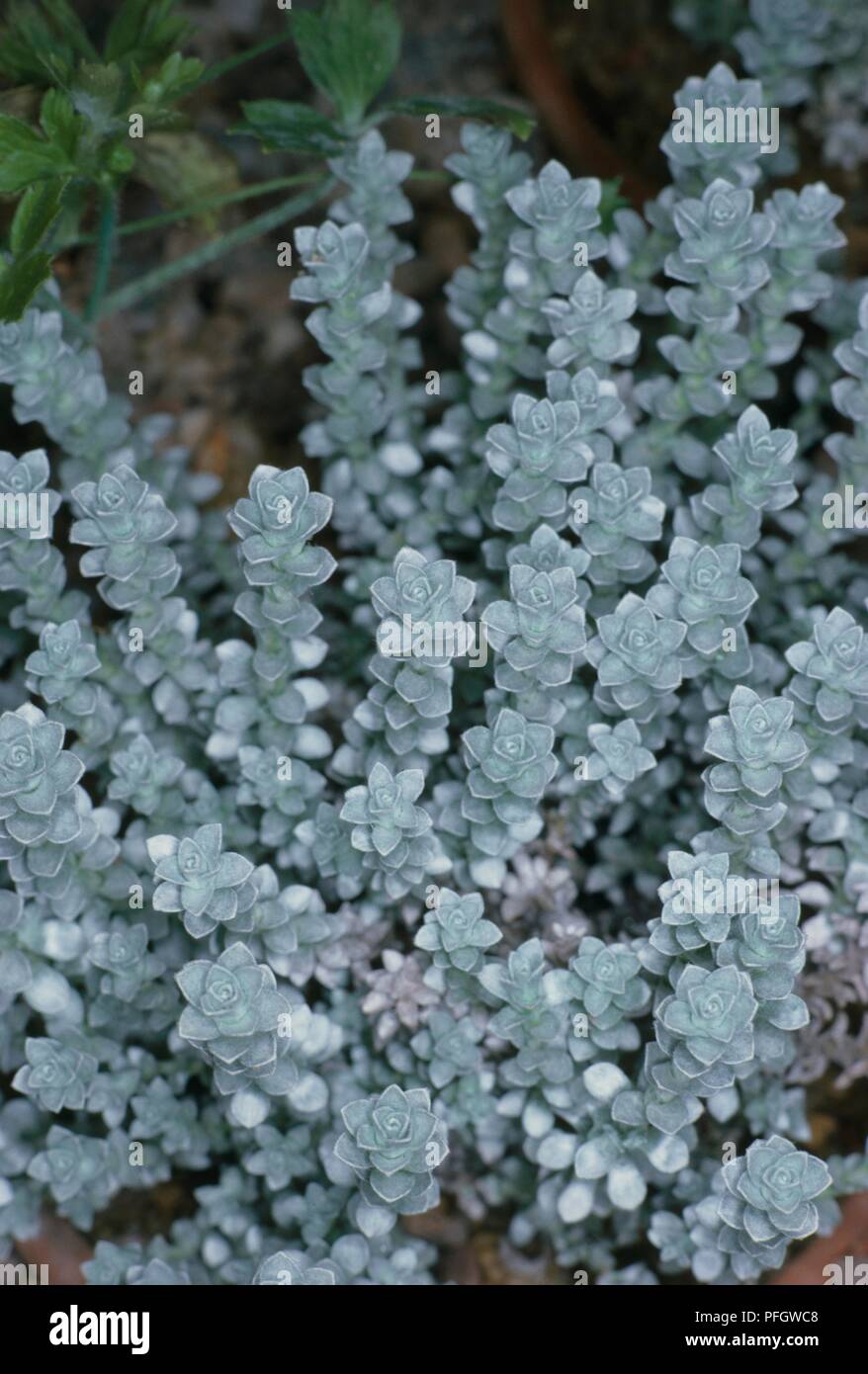 Leucogenes grandiceps (New Zealand Edelweiss) with abundance of silver-grey leaves on upright stems Stock Photo
