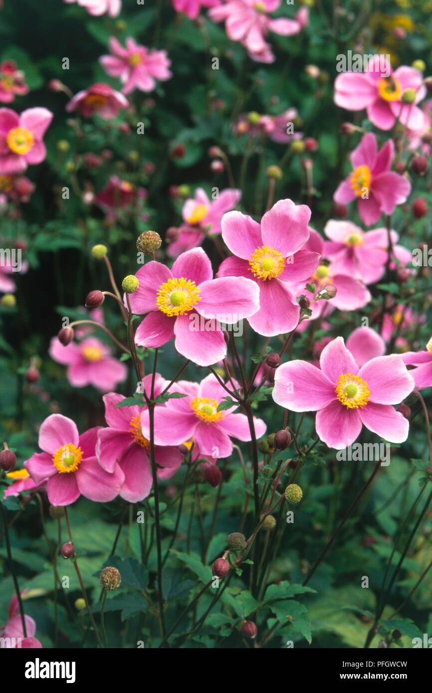 Anemone hupehensis 'Hadspen Abundance' (Windflower), pink flowers with yellow centres Stock Photo
