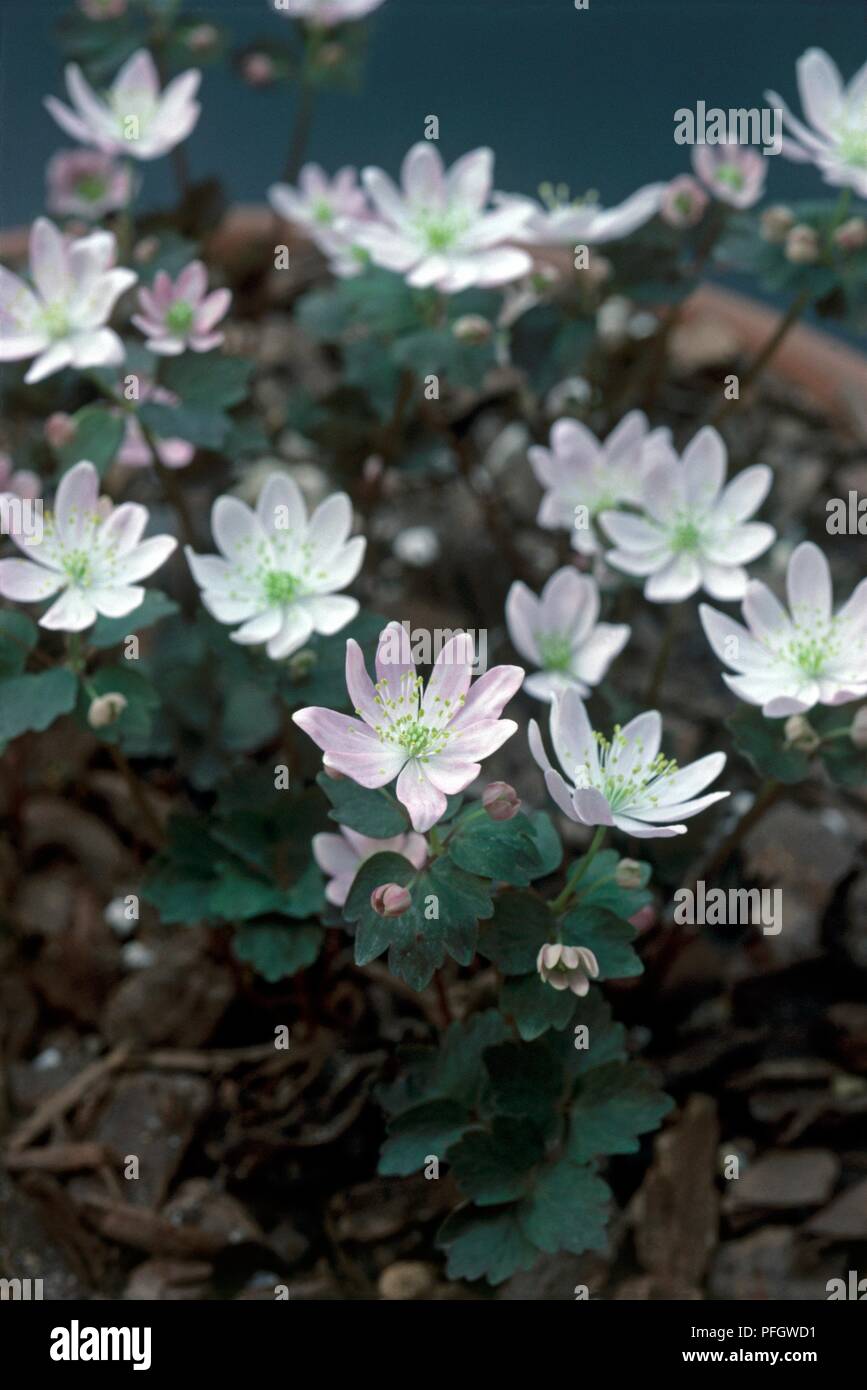Anemonella thalictroides (Rue anemone) with pinkish-white flowers and green leaves Stock Photo