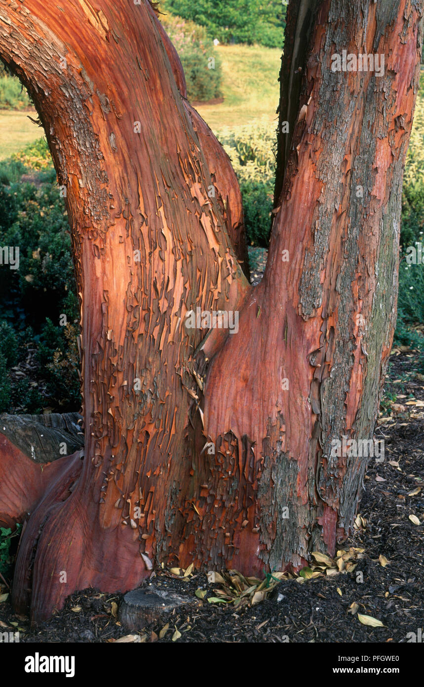 Arbutus x andrachnoides (Strawberry tree), forked tree trunk showing red-brown peeling bark, close-up Stock Photo
