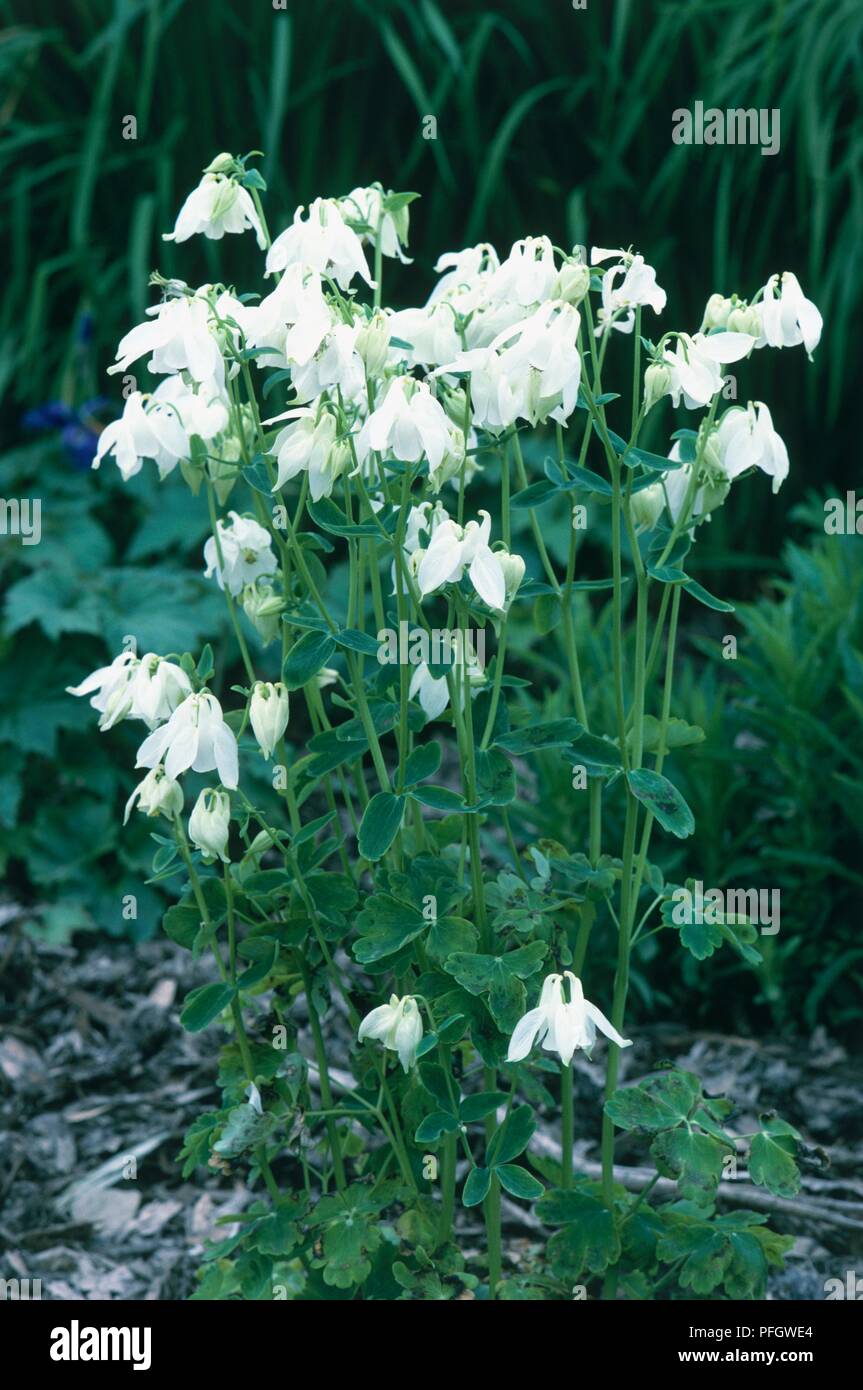 Aquilegia vulgaris 'Nivea' (Columbine), stems of white flowers Stock Photo
