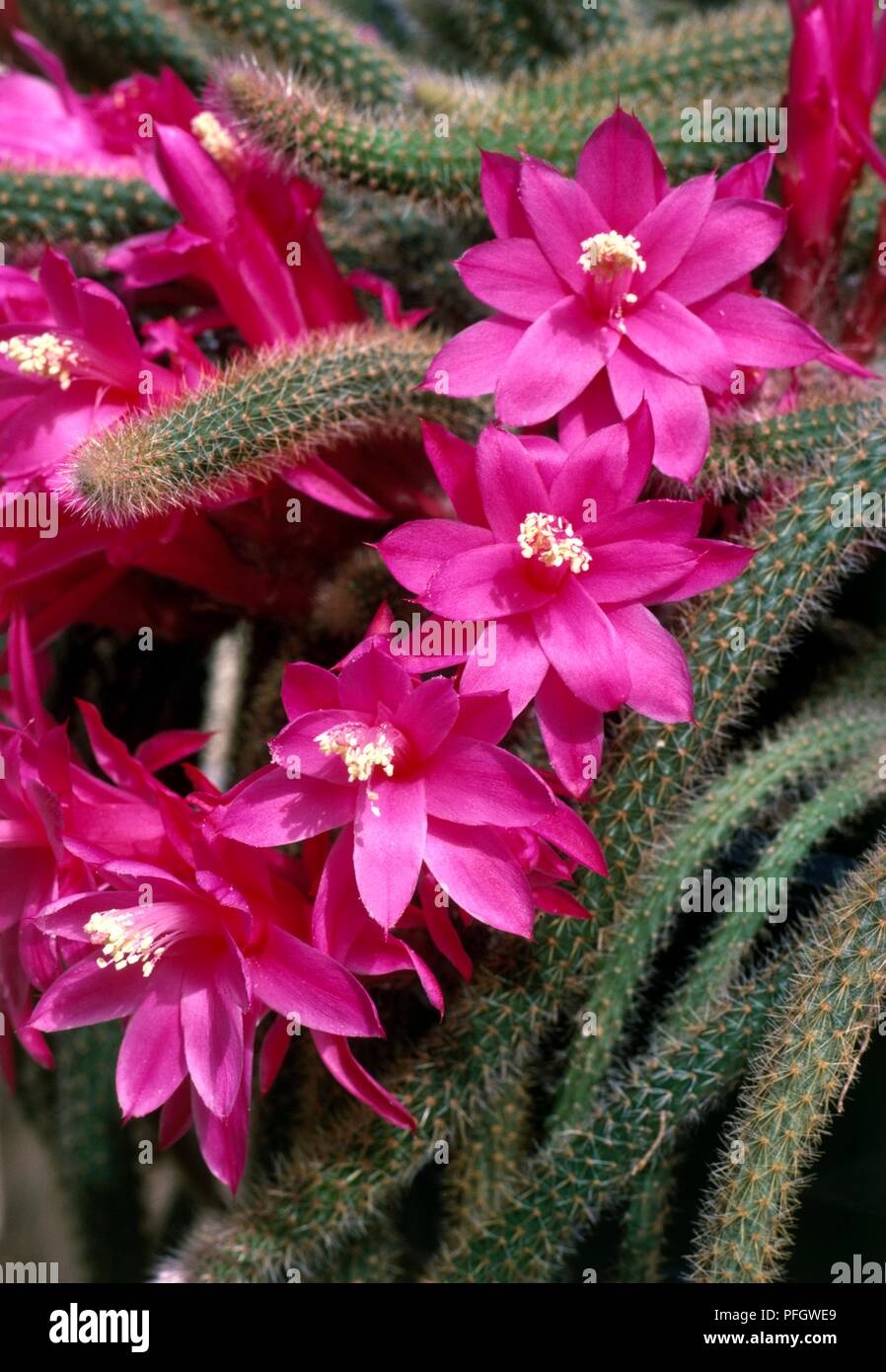 Aporocactus flagelliformis (Rat's tail cactus) with bright pink flowers, close-up Stock Photo