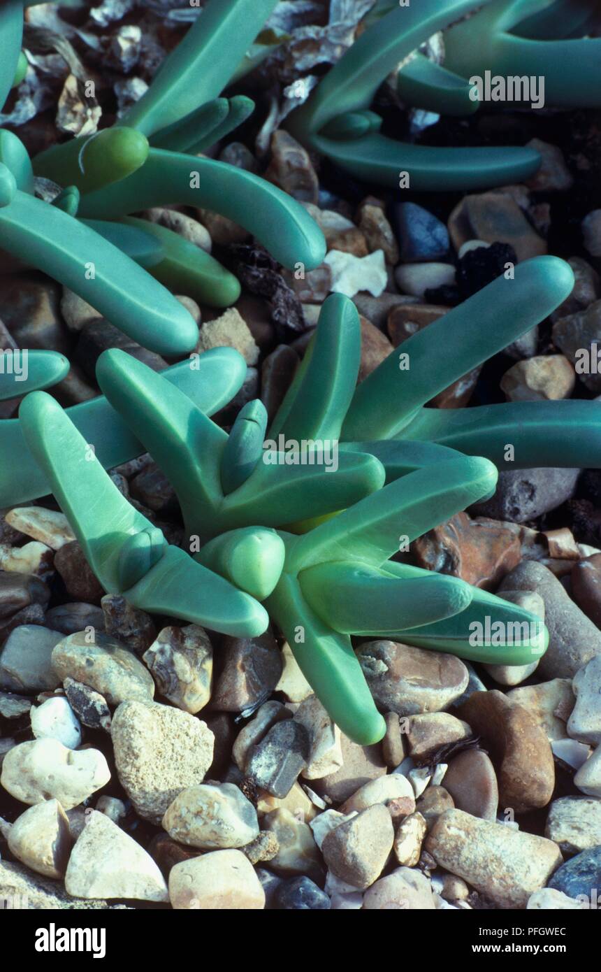 Argyroderma fissum succulent plant growing in gravel Stock Photo