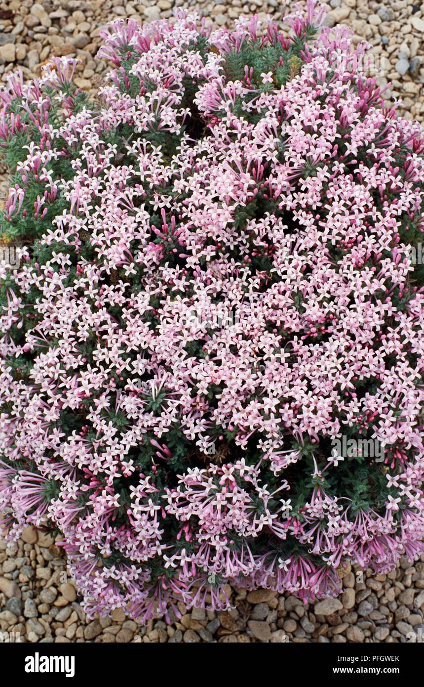 Asperula suberosa (Woodruff) with abundance of tiny pink flowers Stock Photo