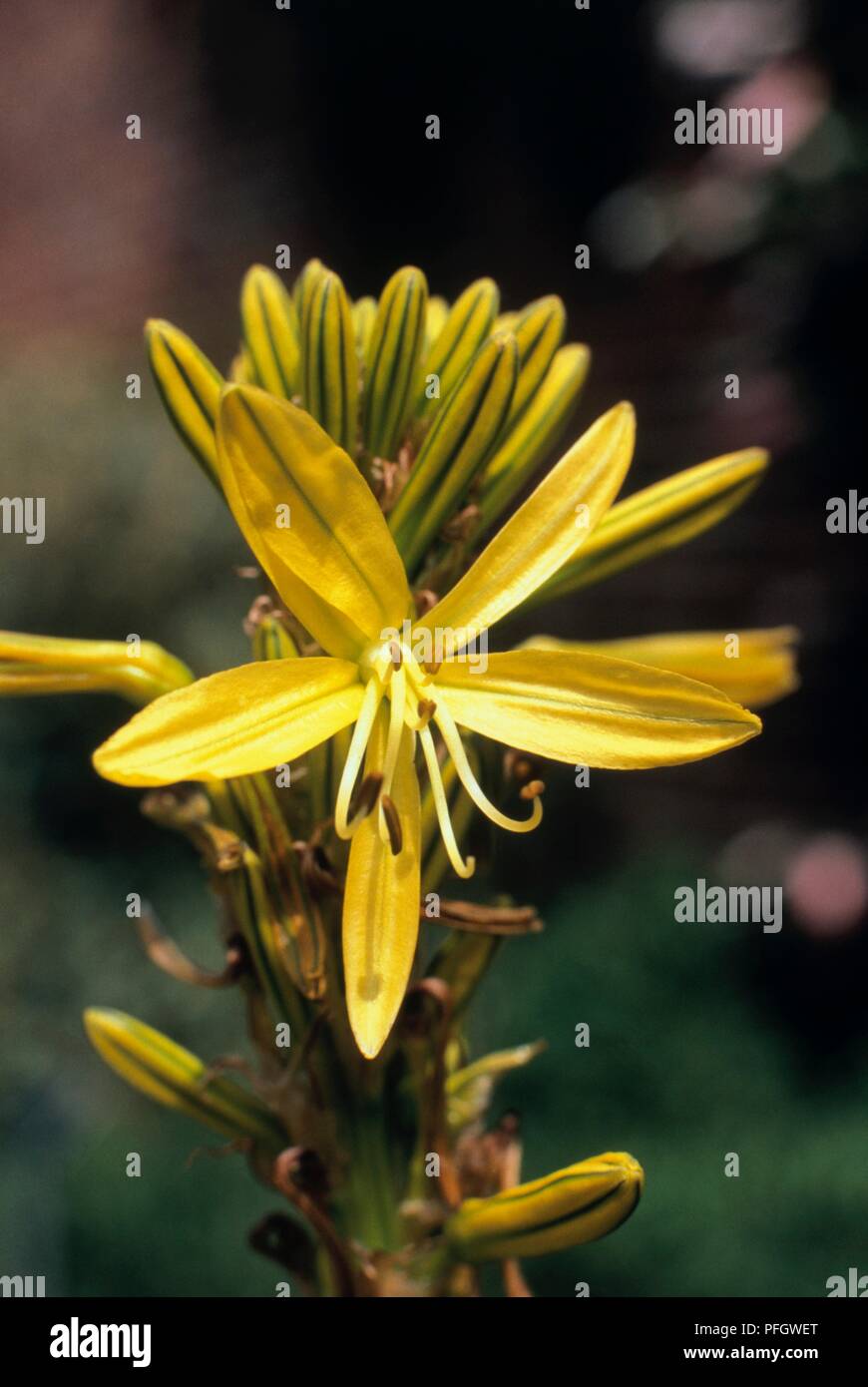 Yellow flowers from Asphodeline lutea (King's spear), close-up Stock Photo