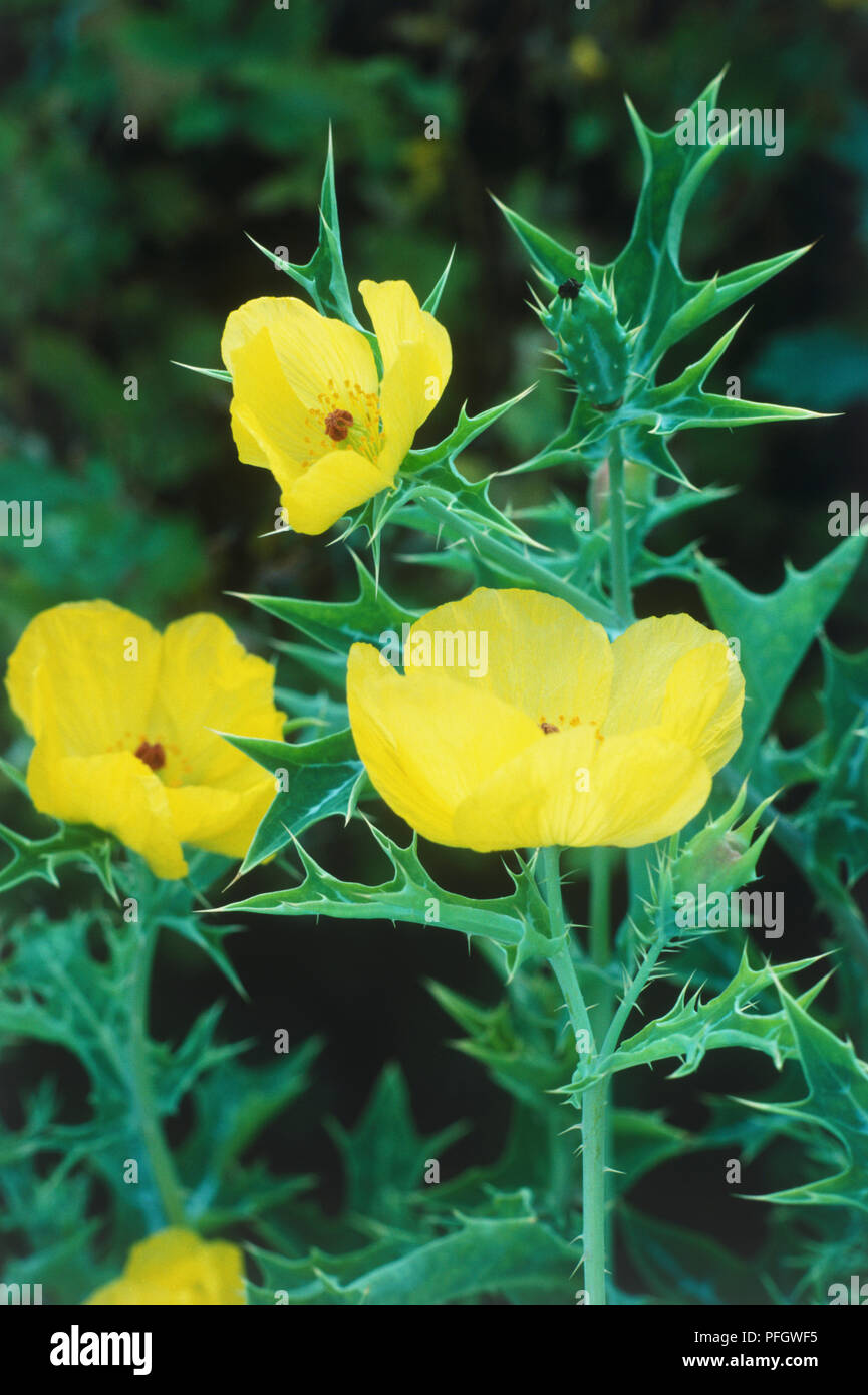 Argemone mexicana (Mexican Prickly Poppy), large lemonyellow flowers