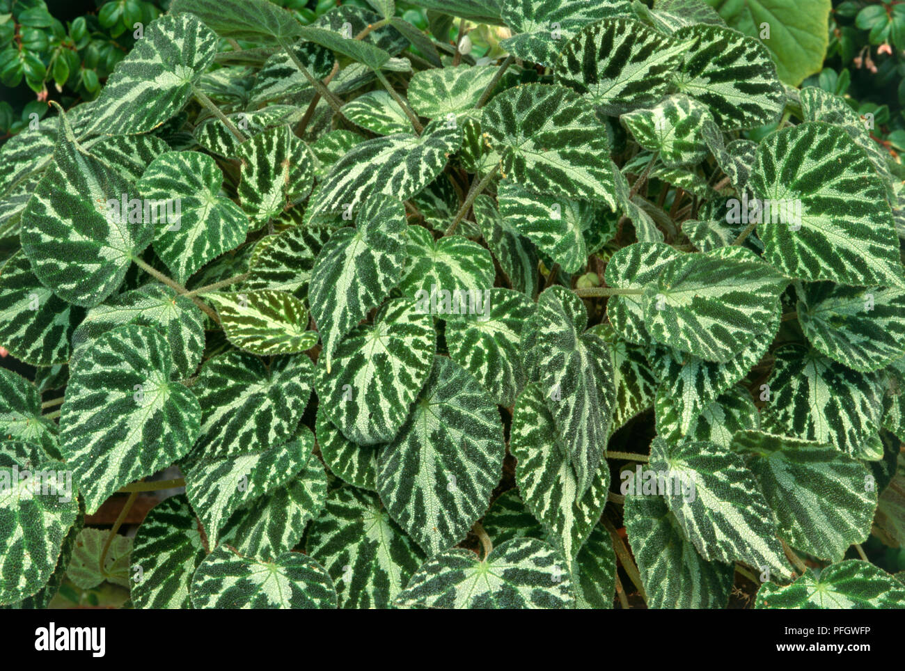 Begonia begonia imperialis hi-res stock photography and images - Alamy