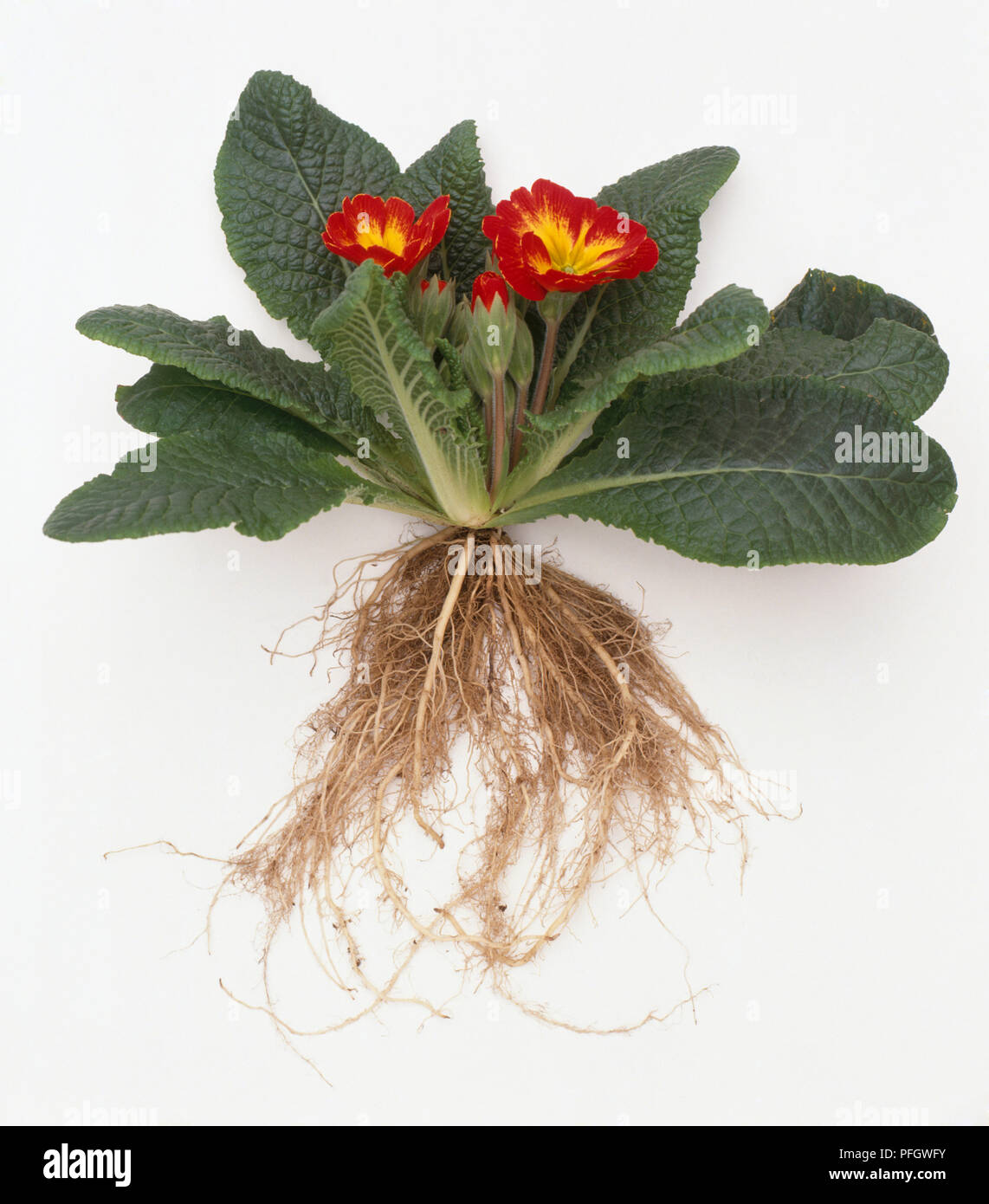 Primula, showing buds, flower heads, leaves and roots, close-up Stock Photo