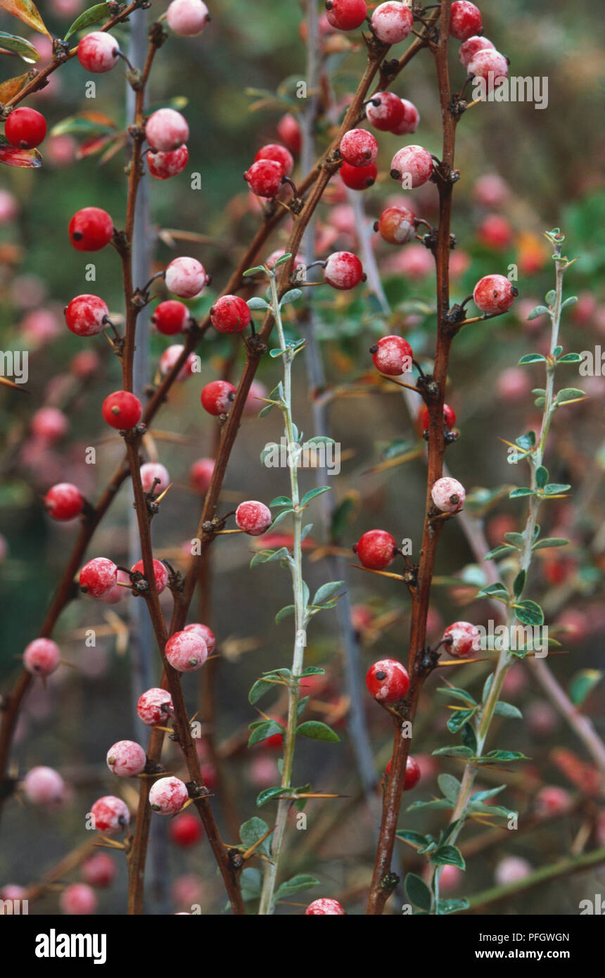 Berberis dictyophylla, Barberry, red berries on shrub. Stock Photo
