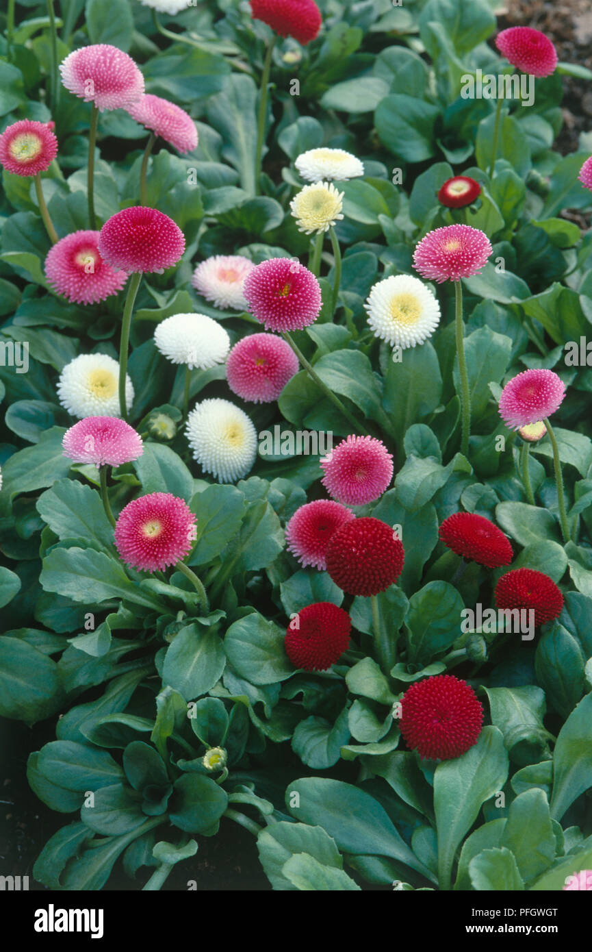 Bellis perennis 'Tasso Series' (Daisy), red, purple and white flower heads Stock Photo