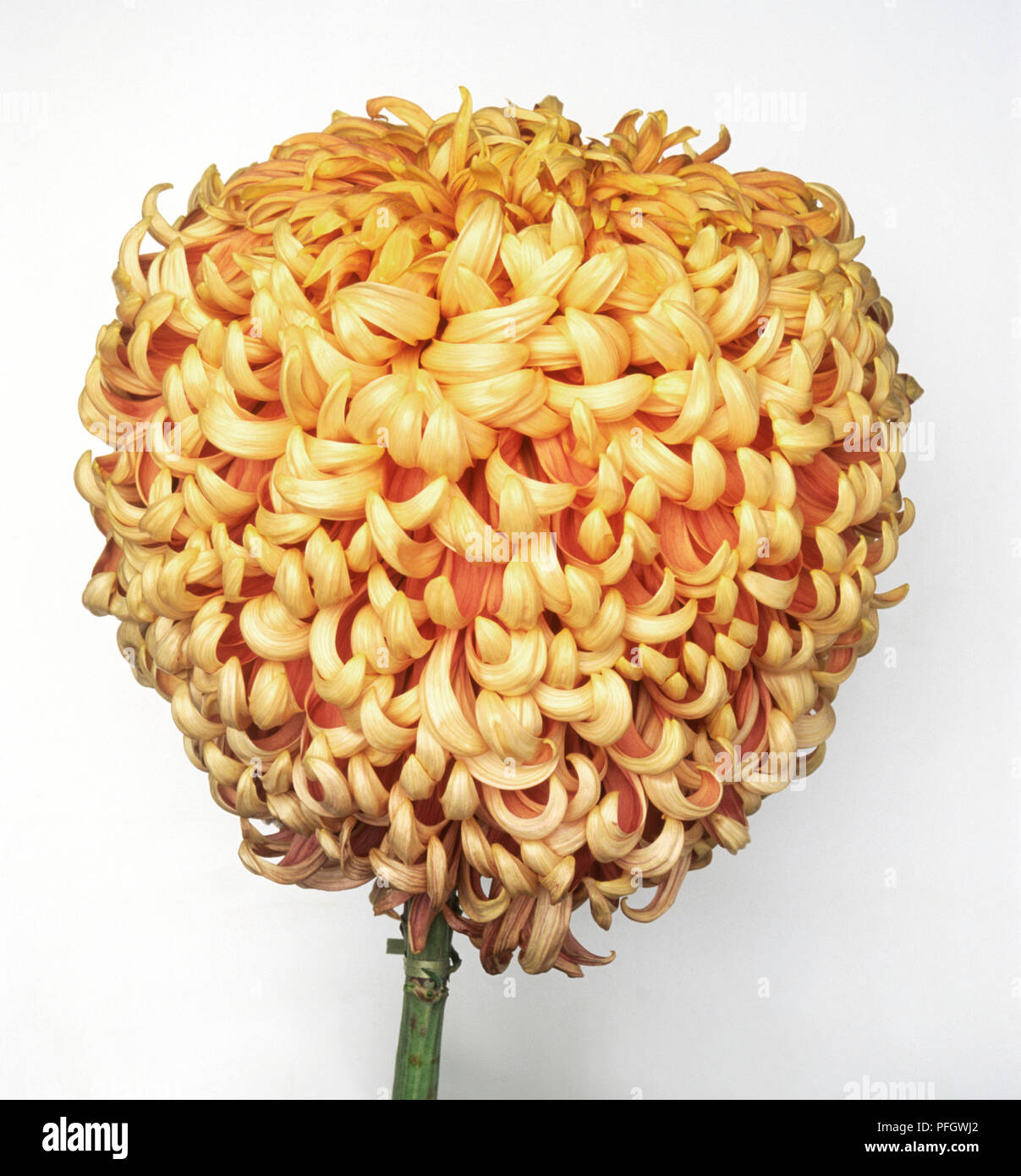 Chrysanthemum 'Golden Gigantic', flower head with irregular, incurved bronze-yellow petals Stock Photo