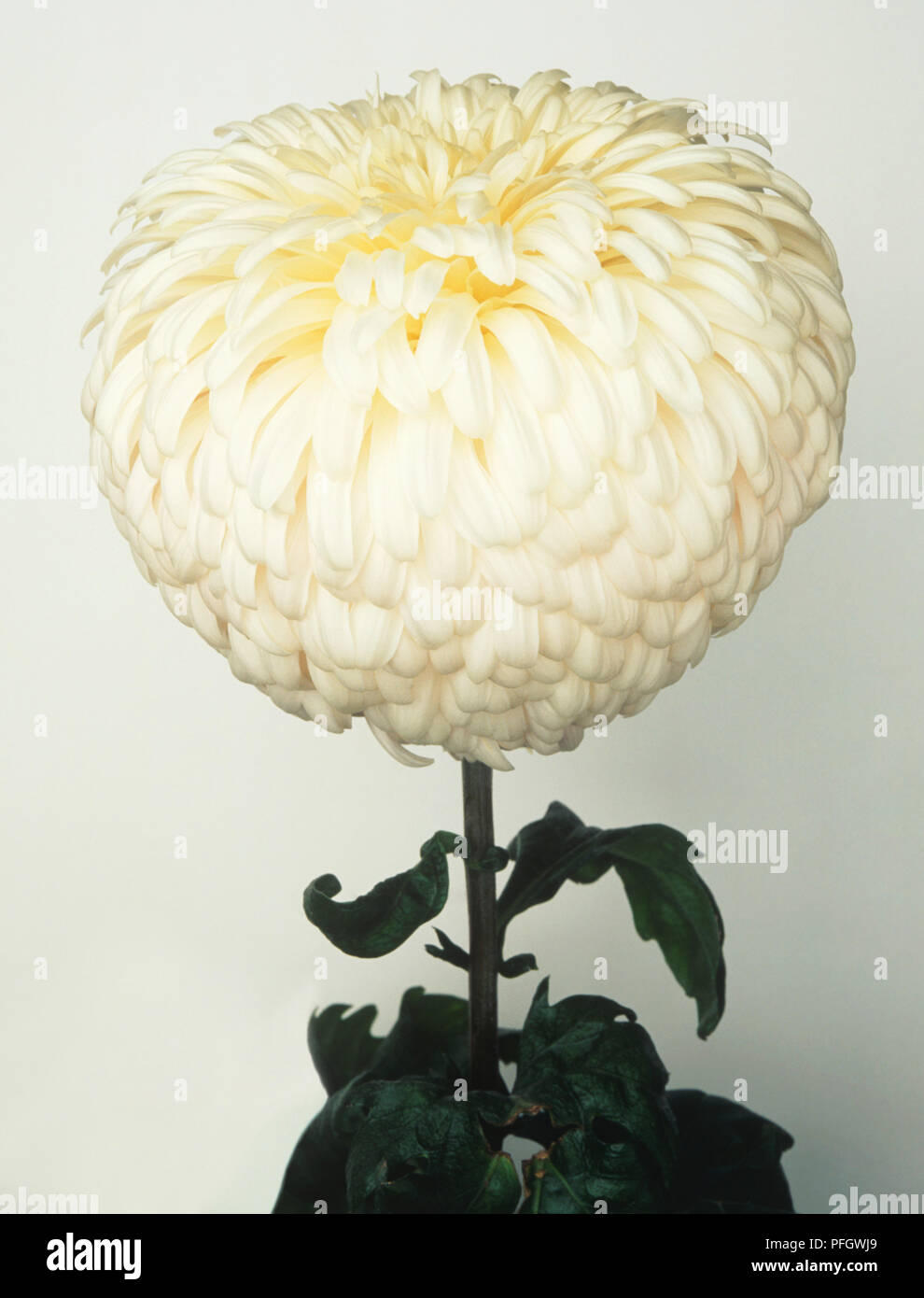 Chrysanthemum 'John Wingfield', large, white flower head with reflexed petals, on tall stem with green leaves Stock Photo