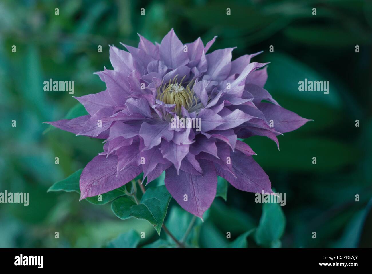 клематис вивьен пеннел. клематис вивьен пеннел. клематис вивиан пеннел vyvyan pennell. клематис вивьен пеннел. клематис вивьен пеннелл.