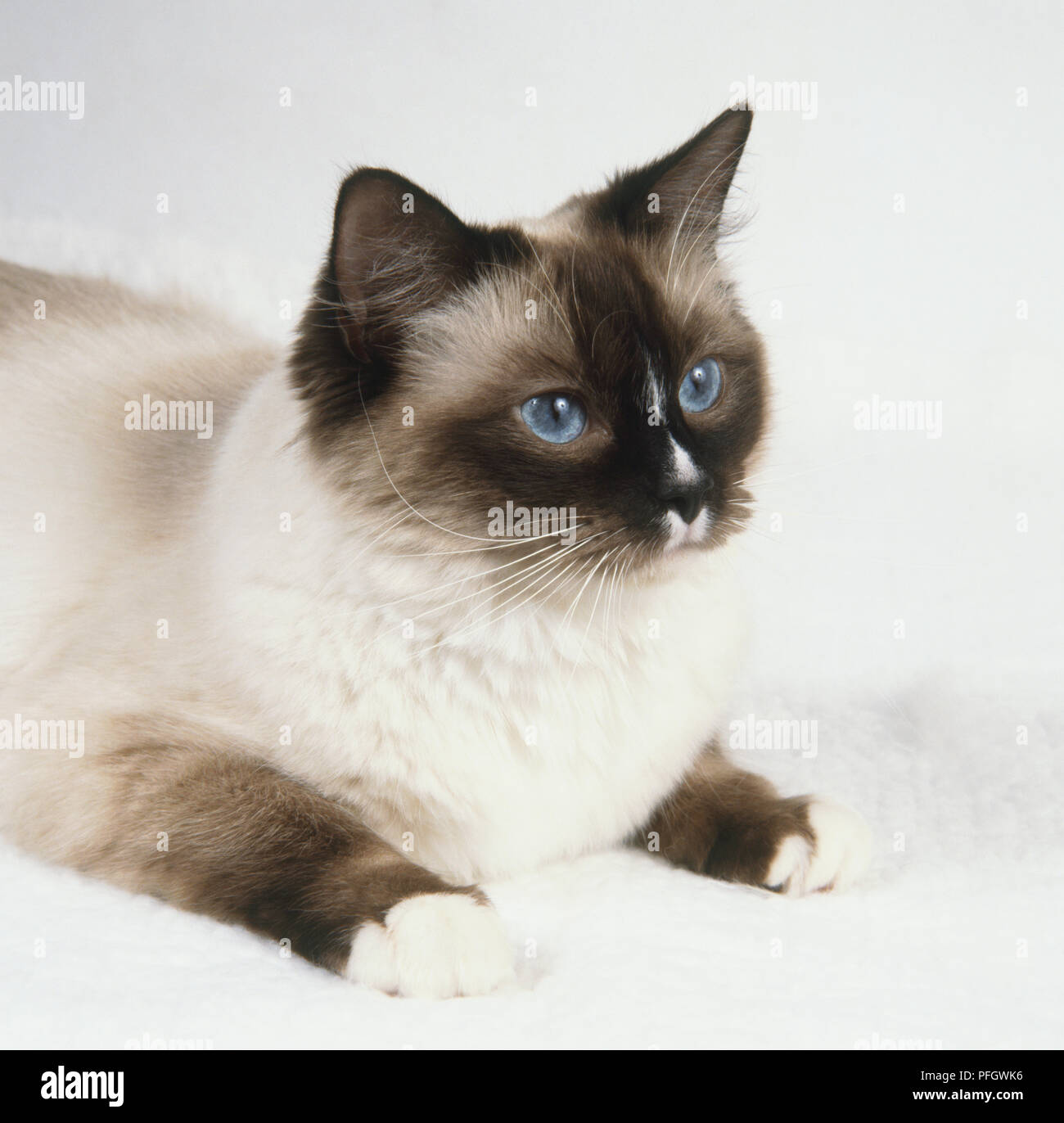 seal mitted ragdoll with blaze