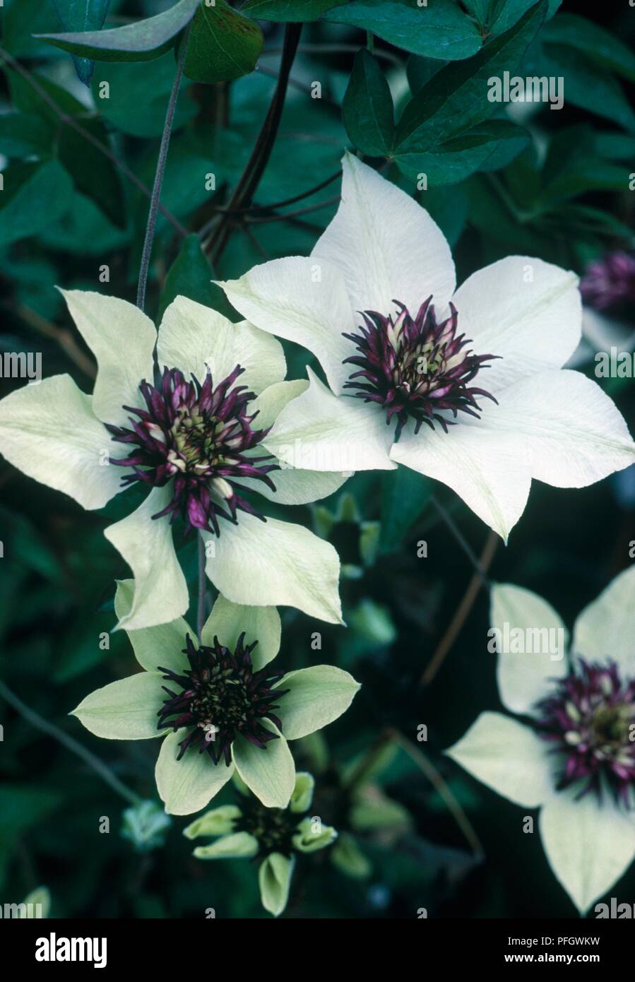 White and purple flowers from Clematis florida 'Sieboldii' Stock Photo