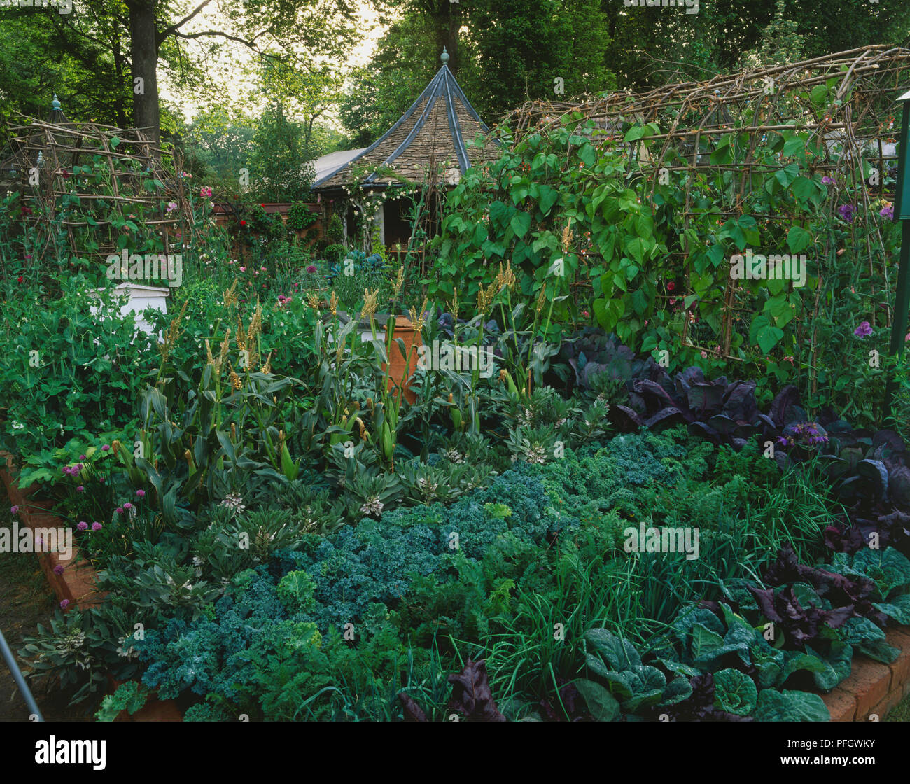 Vegetable garden including climbing plants Stock Photo Alamy