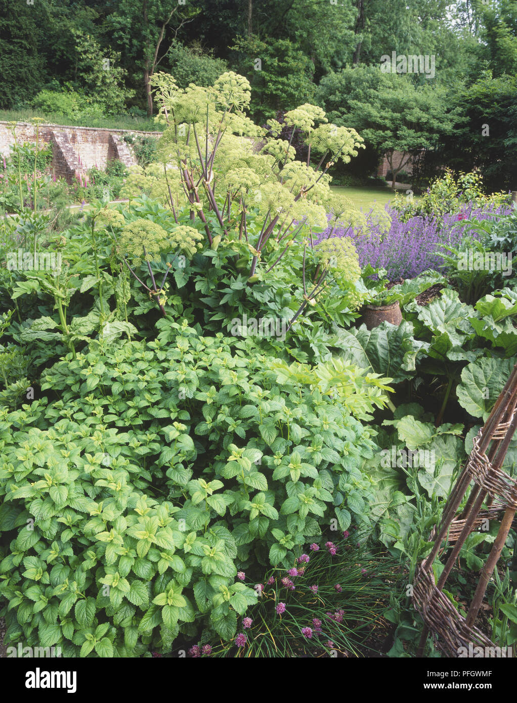 Vegetable and herb garden in summer, including pink flowers of Chives at bottom centre, tall pale green flower heads of Angelica at top, large leaves of Rhubarb at centre right Stock Photo