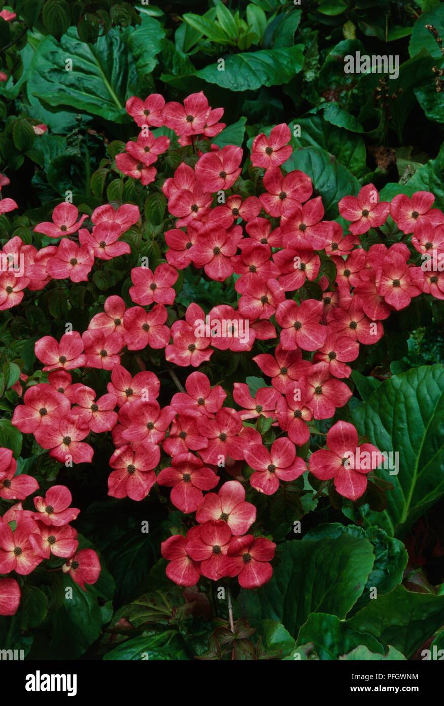 Red blossoms from Cornus kousa 'Satomi' (Dogwood), close-up Stock Photo