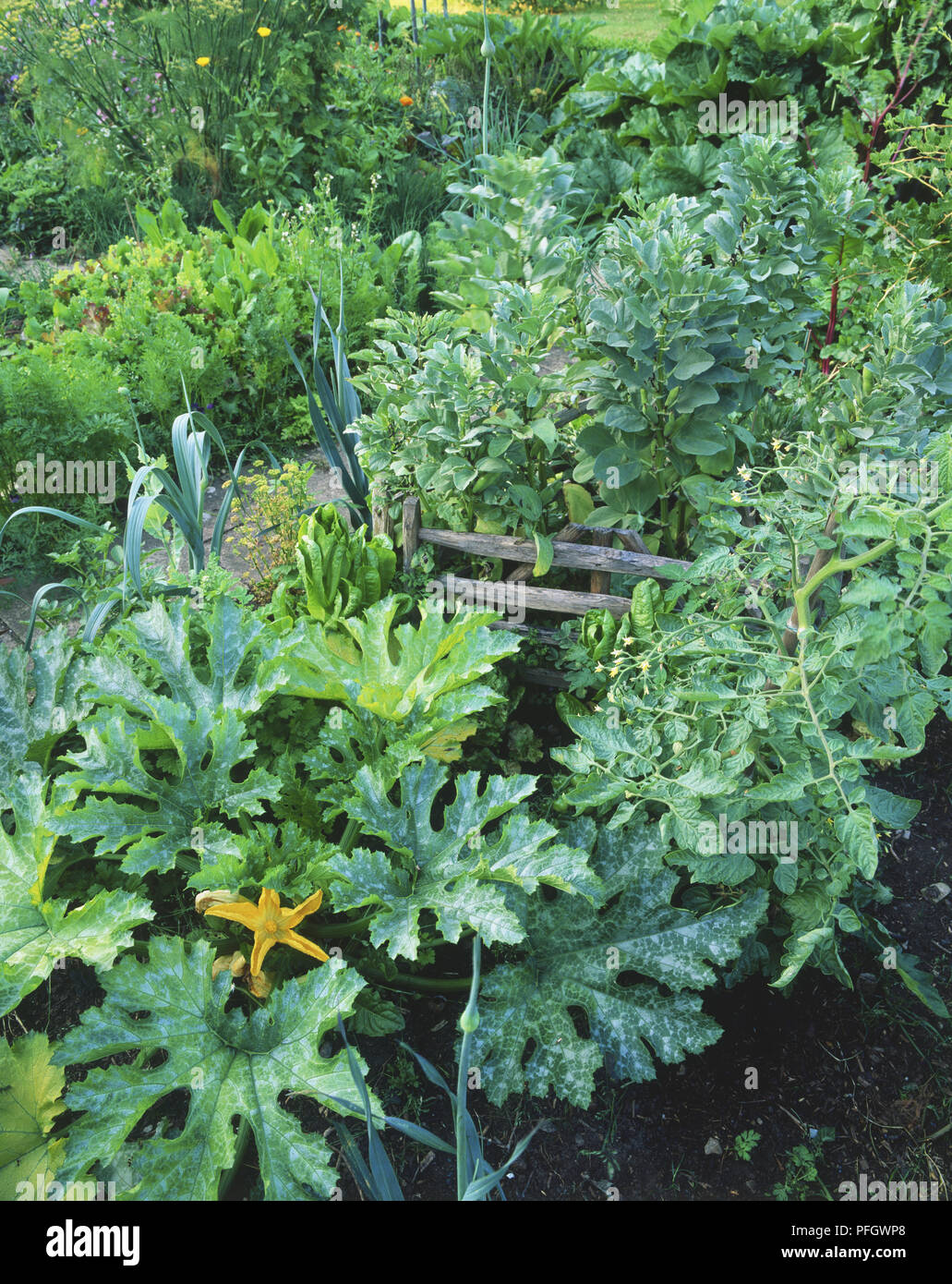Kitchen garden with Courgette plants at front Stock Photo