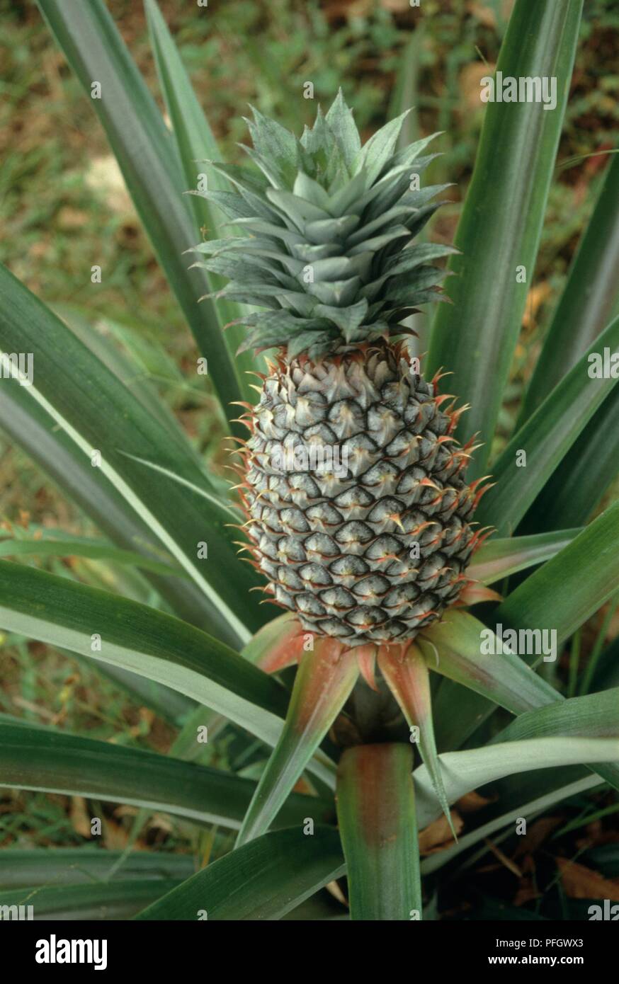 Pineapple plant with fruit, closeup Stock Photo Alamy