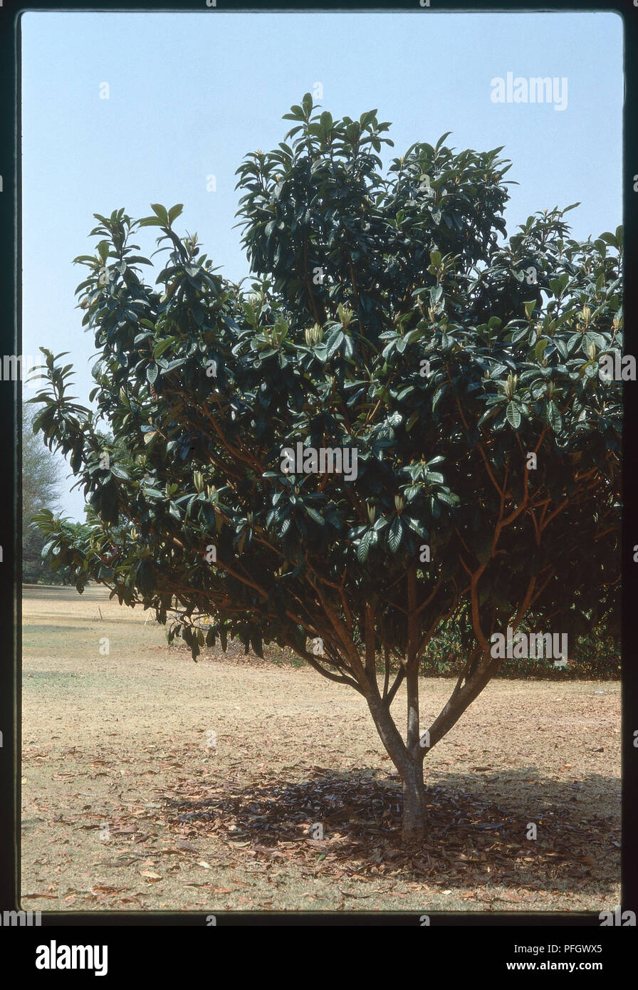 Loquat tree Stock Photo