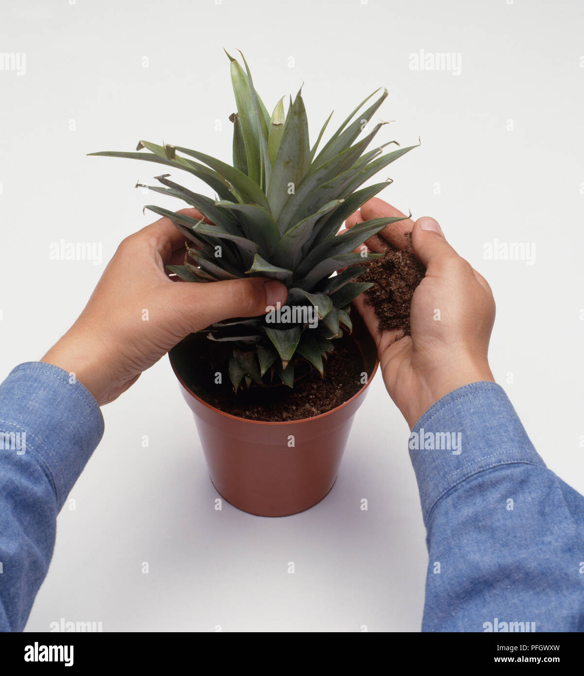 Inserting pineapple cutting in pot, adding compost, closeup Stock
